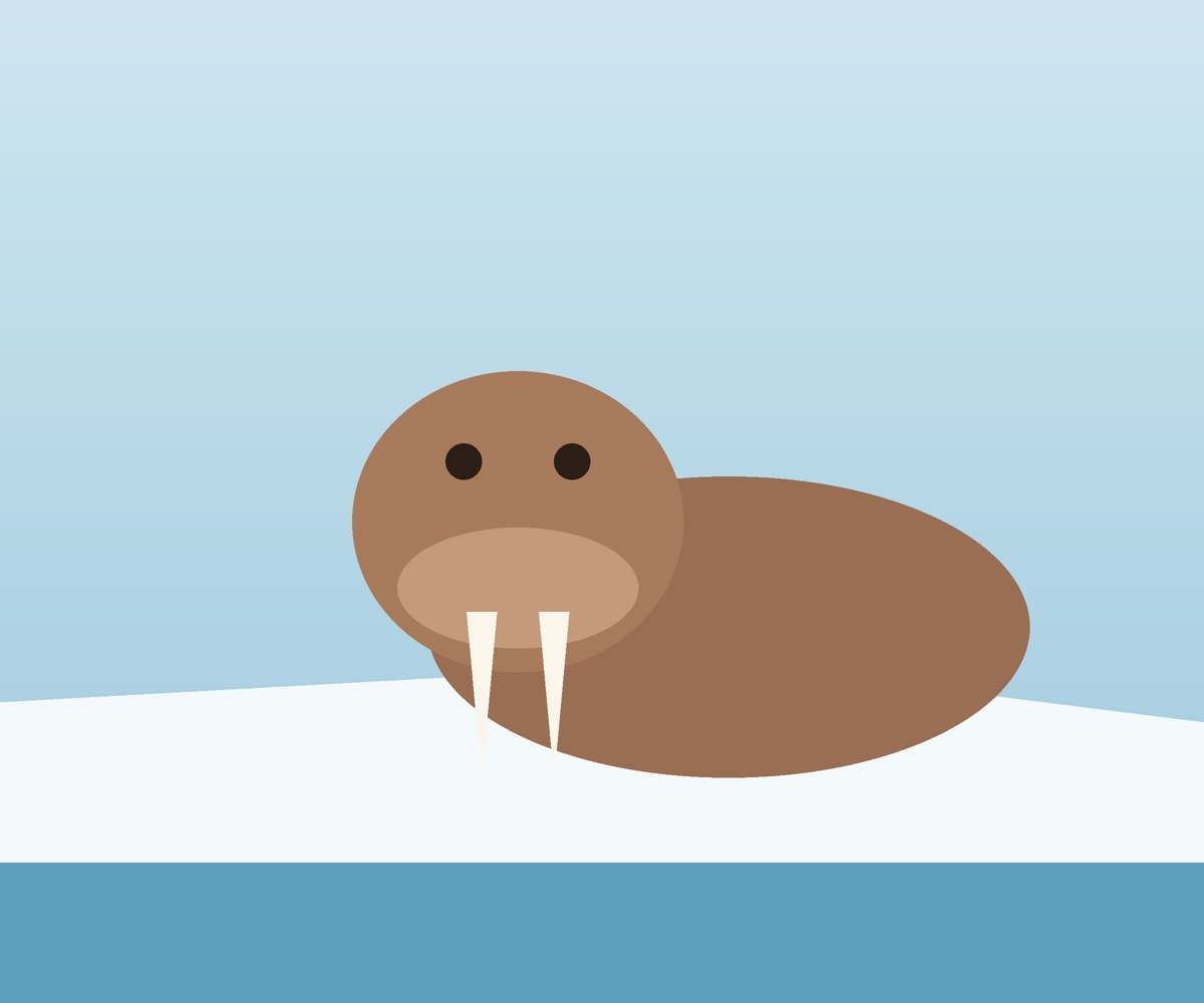 Walrus Illustration: walrus
